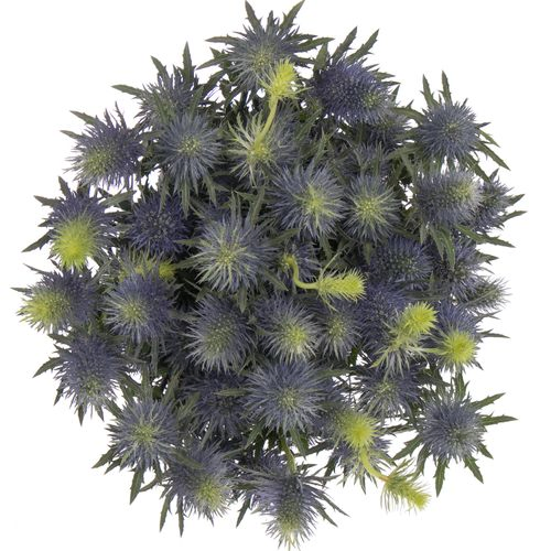 Distel blau Alpine Supernova 60cm