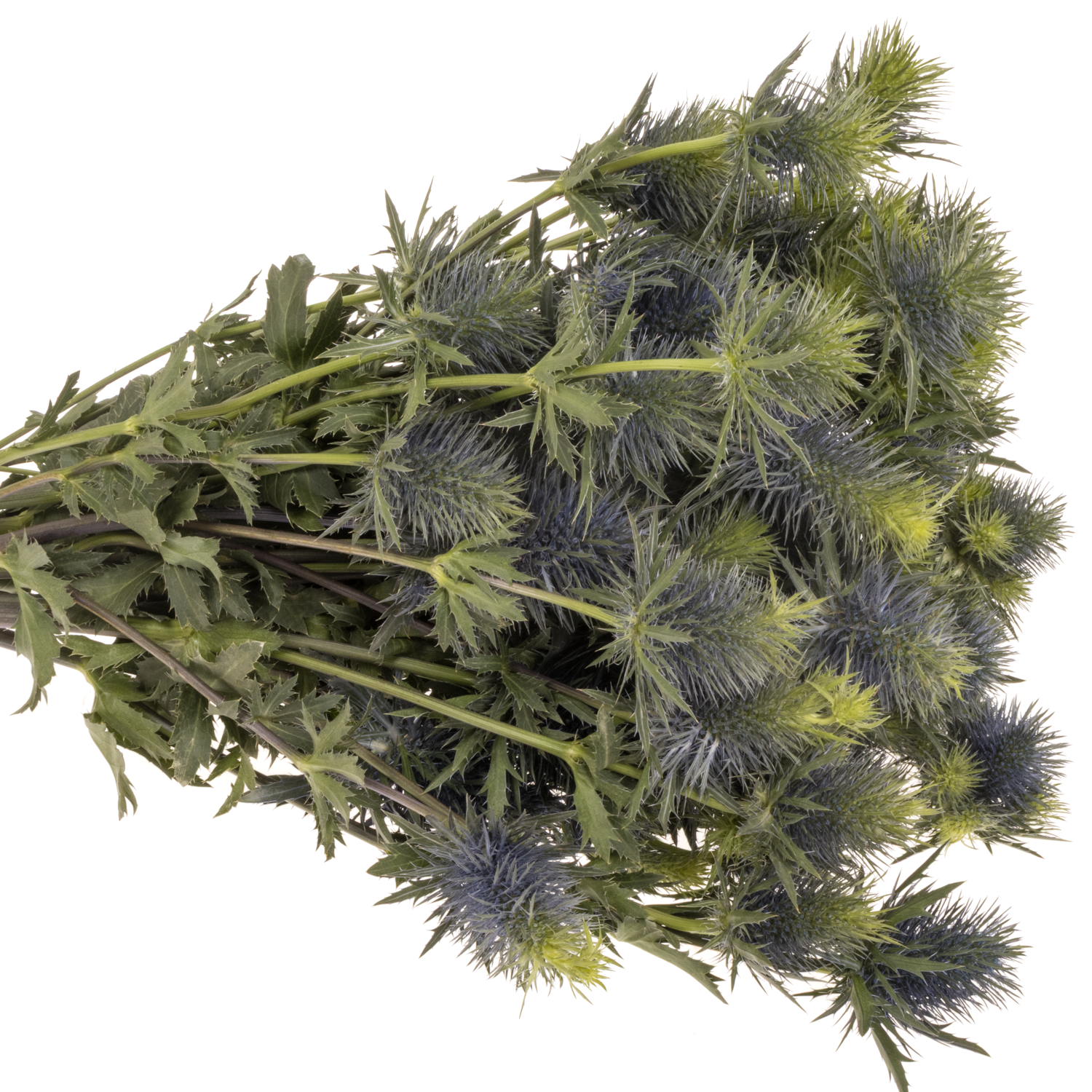 Distel blau Alpine Supernova 60cm