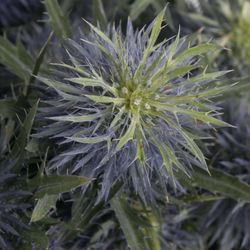 Distel blau Alpine Supernova 60cm