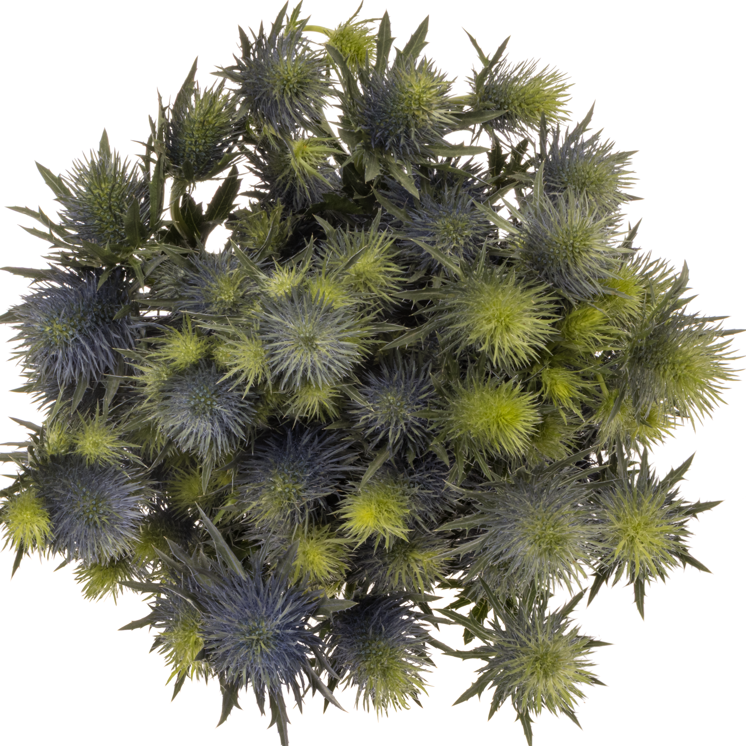Distel blau Alpine Supernova 60cm