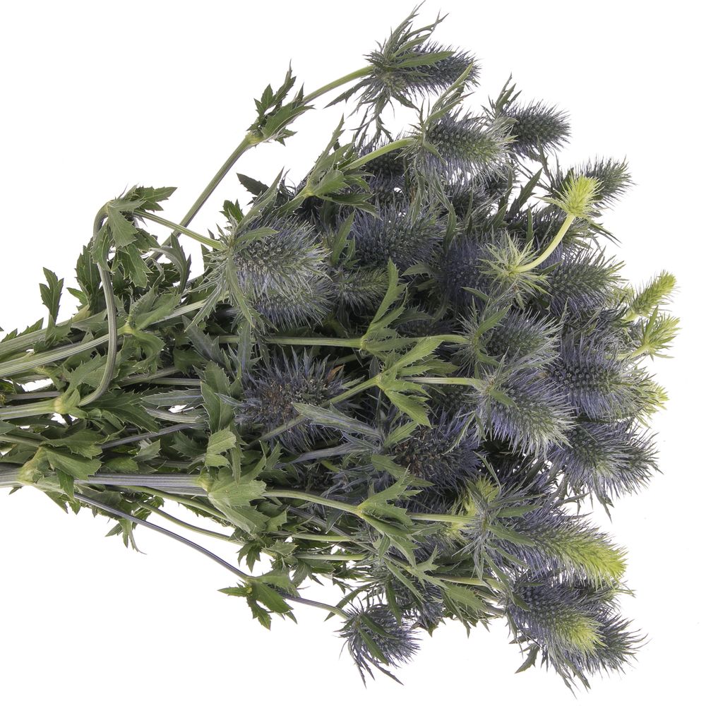 Distel blau Alpine Supernova 60cm