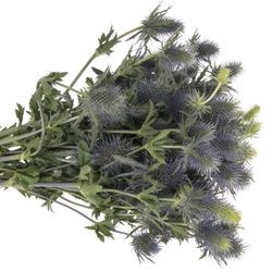Distel blau Alpine Supernova 60cm