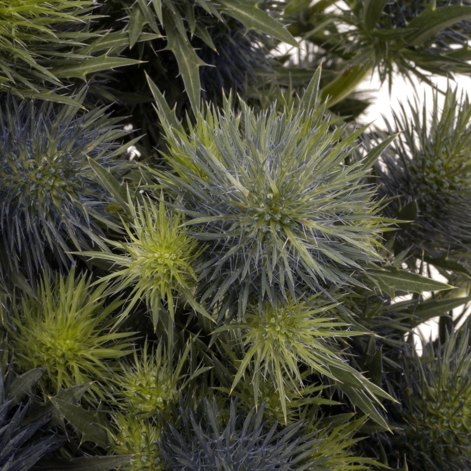 Distel blau Alpine Supernova 60cm