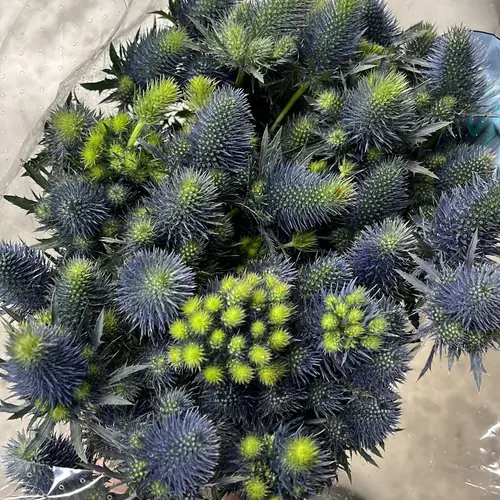 Distel blau Alpine Supernova 60cm