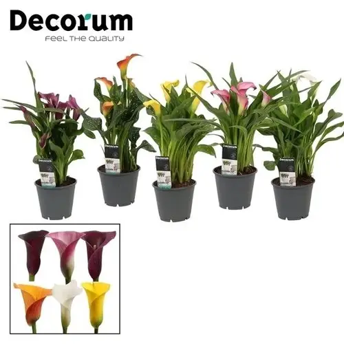 Calla mix        T14 H45