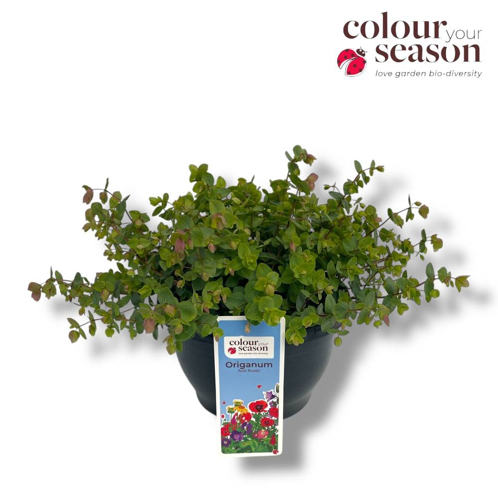 Origanum lila Kent Beauty T23 H030