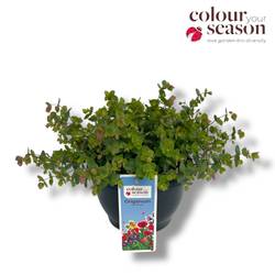 Origanum lila Kent Beauty T23 H030