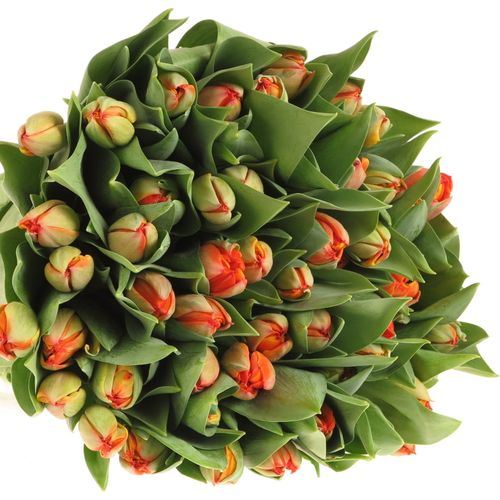 Tulpe orange doppel Queensday 40 Gramm