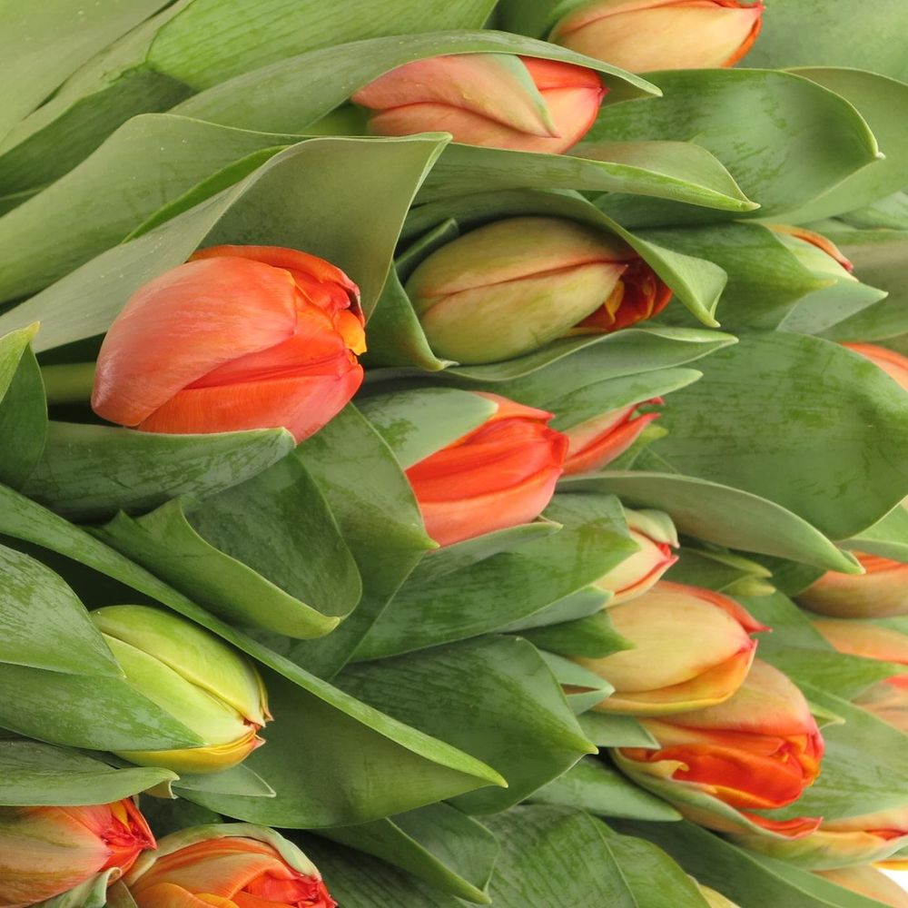 Tulpe orange doppel Queensday 40 Gramm