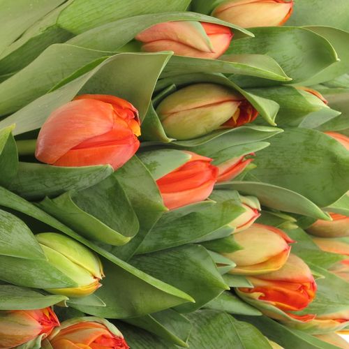Tulpe orange doppel Queensday 40 Gramm