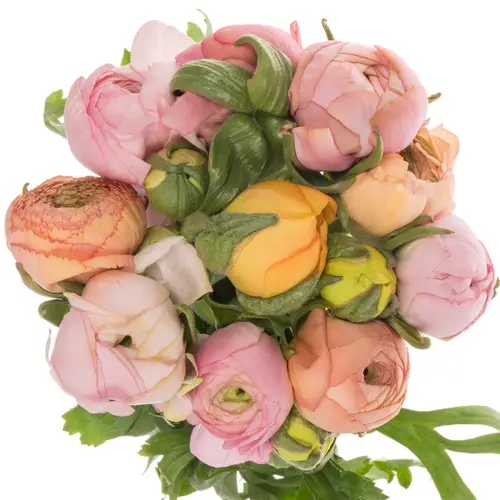 Ranunkel Pastel rosa Elegance x 10 70 Gramm 45cm