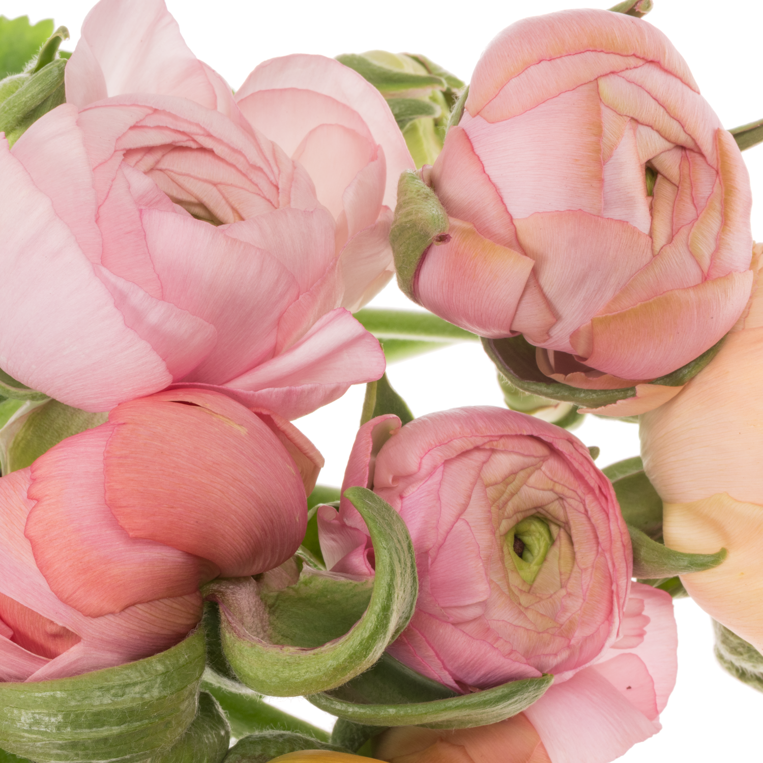 Ranunkel Pastel rosa Elegance x 10 70 Gramm 45cm