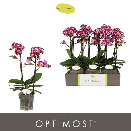 Phal.2-R lila Bubbles Optimost T12 H045