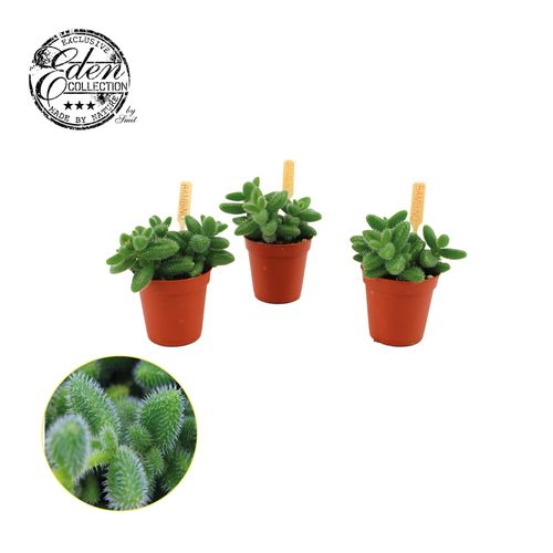 Delosperma Echinatum T05,5 H10