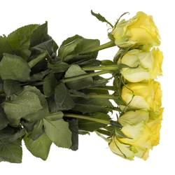 Rose hell gelb Gold Play 60cm