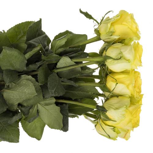 Rose hell gelb Gold Play 60cm