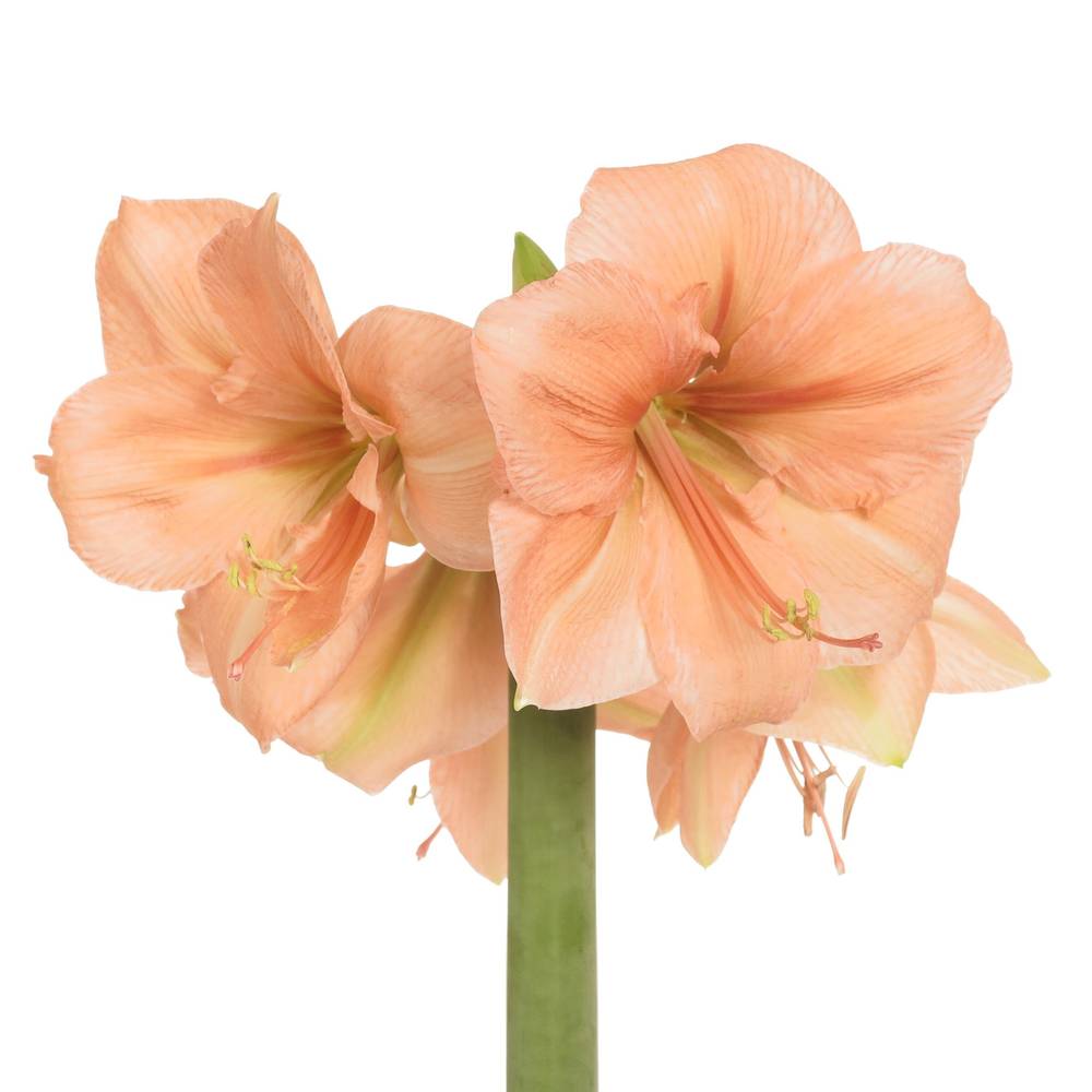 Amaryllis Krt.aprico Rilona X15
