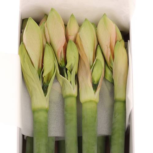 Amaryllis Krt.aprico Rilona X15