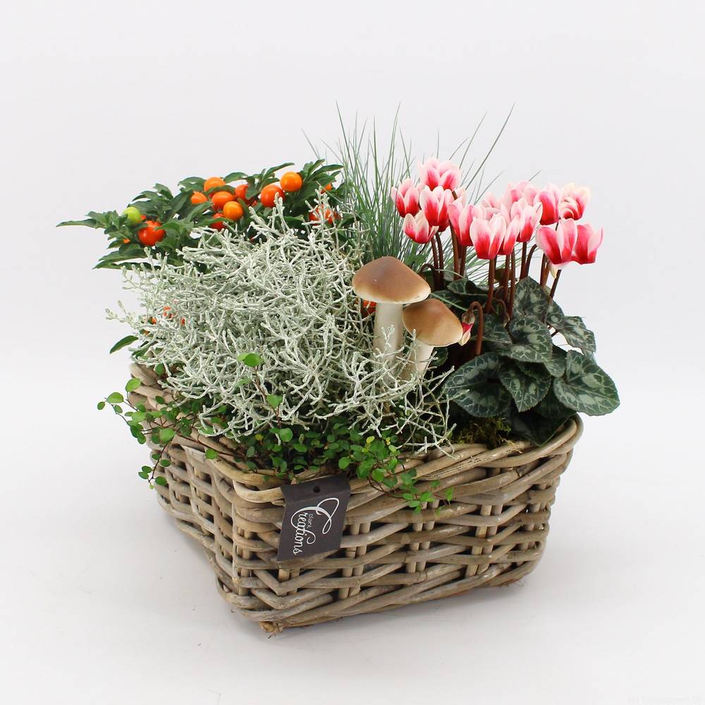 Garten.Arr-2504 Herbst T23 H030