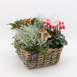 Garten.Arr-2504 Herbst T23 H030