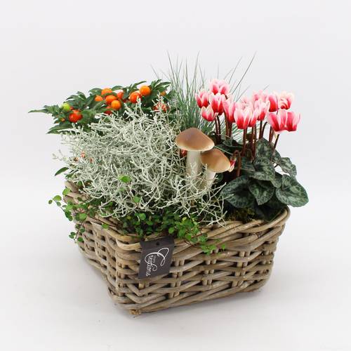 Garten.Arr-2504 Herbst T23 H030