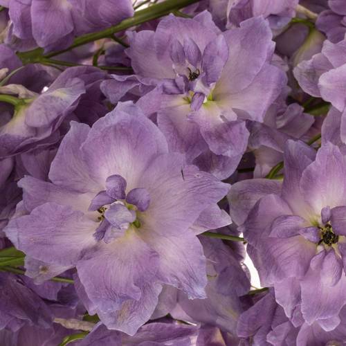 Delphinium lila Magenta 70