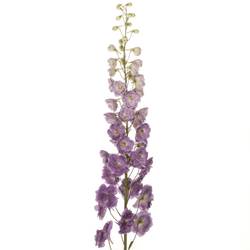 Delphinium lila Magenta 70