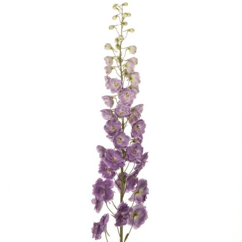 Delphinium lila Magenta 70