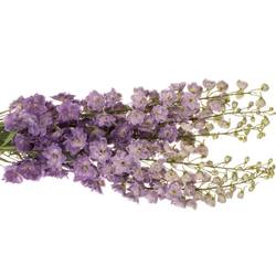 Delphinium lila Magenta 70