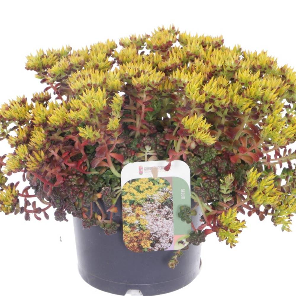 Sedum Oreganum T17 H040