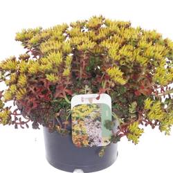 Sedum Oreganum T17 H040