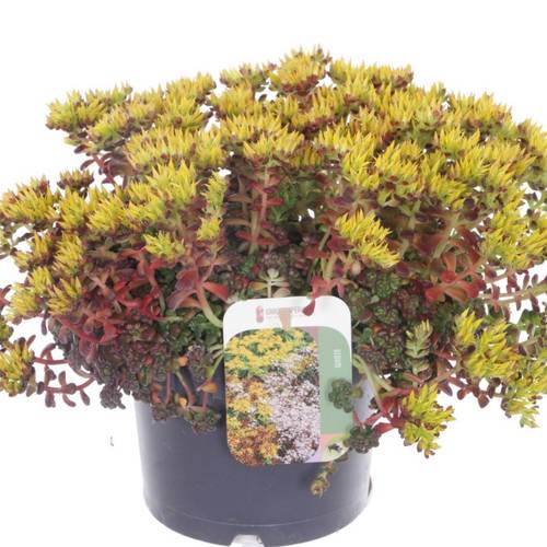 Sedum Oreganum T17 H040