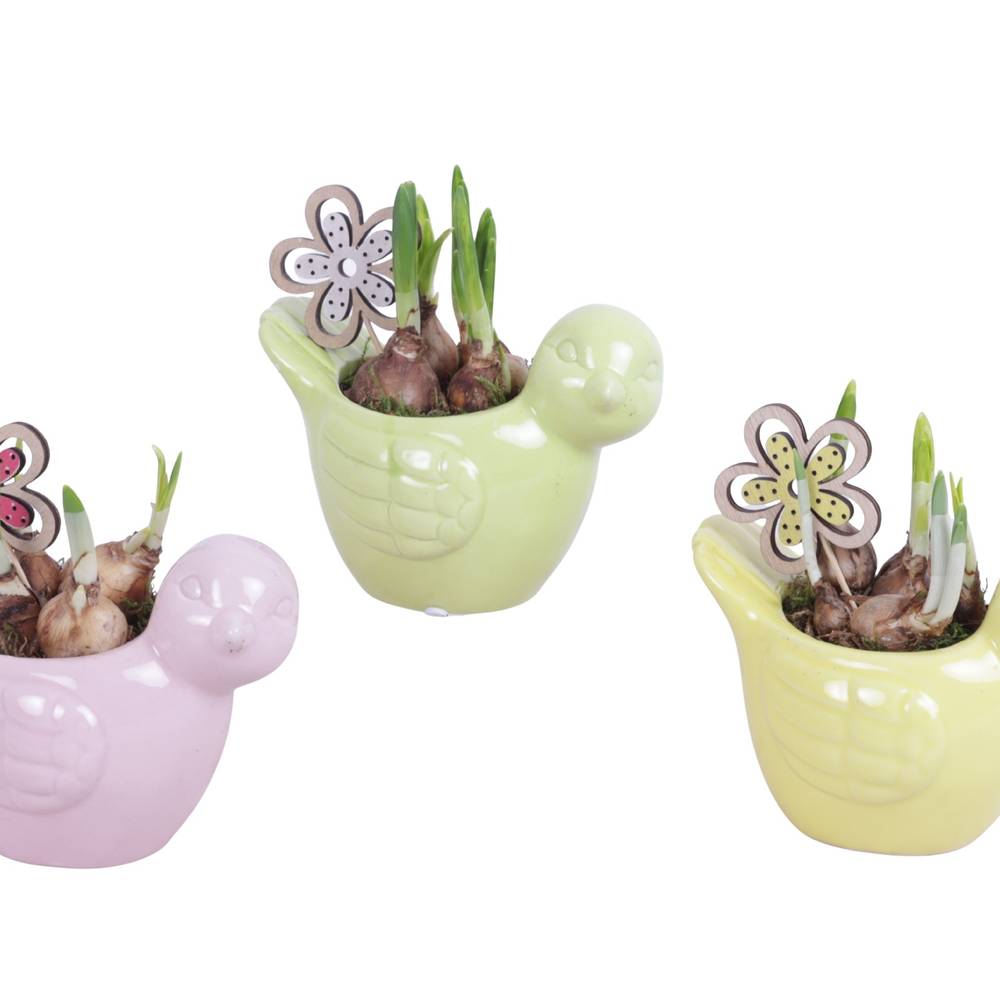 Narzis.Arr mix ES616N0689 T16 H015