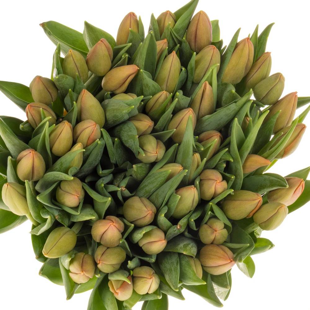 Tulpe orange Delta Storm 40 Gramm