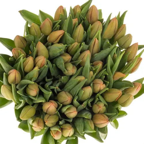 Tulpe orange Delta Storm 40 Gramm