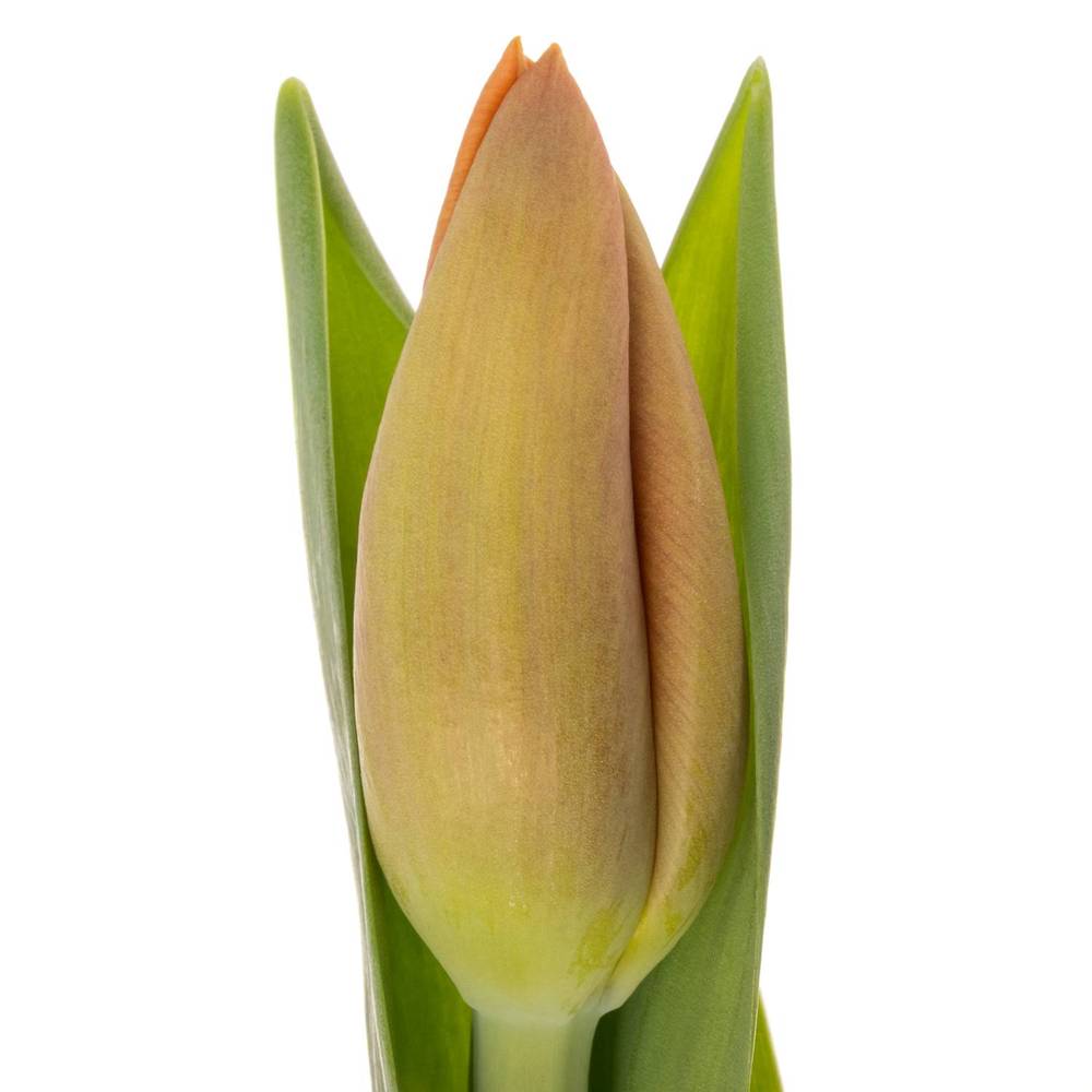 Tulpe orange Delta Storm 40 Gramm