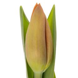 Tulpe orange Delta Storm 40 Gramm
