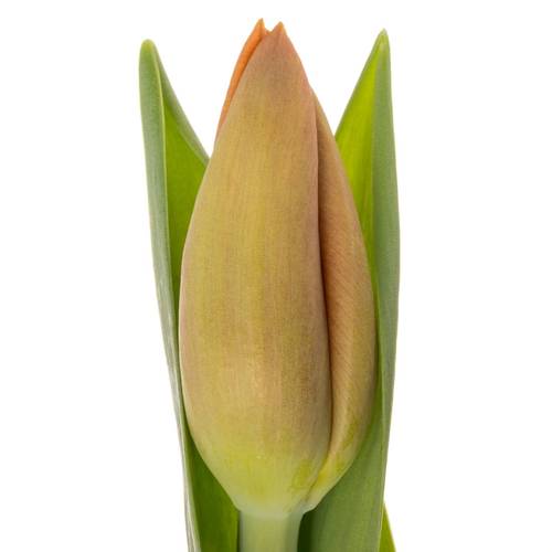 Tulpe orange Delta Storm 40 Gramm