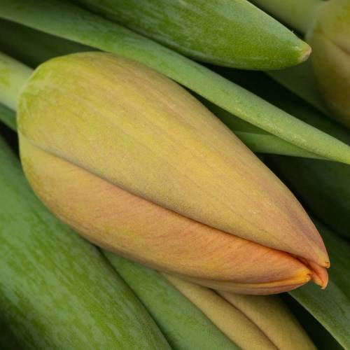Tulpe orange Delta Storm 40 Gramm