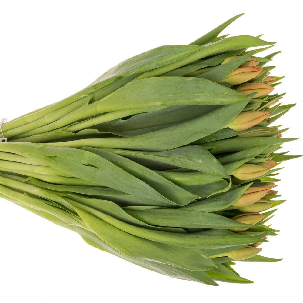 Tulpe orange Delta Storm 40 Gramm