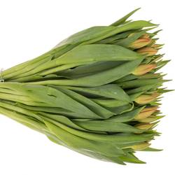 Tulpe orange Delta Storm 40 Gramm