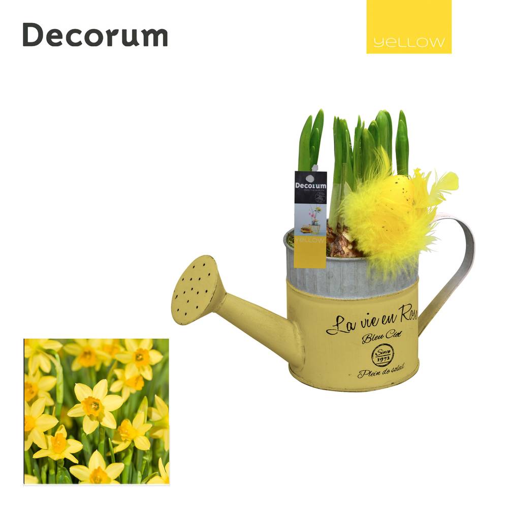 Narzis.Arr HL18555 Ostern T10 H018