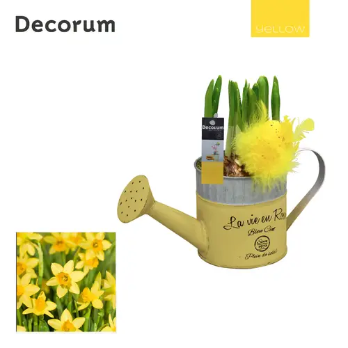 Narzis.Arr HL18555 Ostern T10 H018