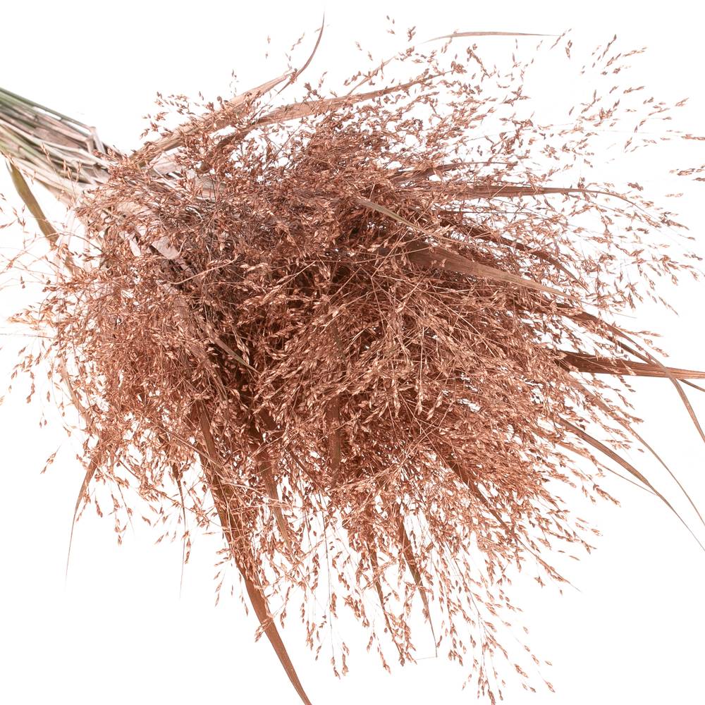 Ziergras brons gefärbt 80cm