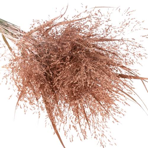 Ziergras brons gefärbt 80cm