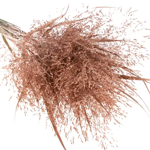 Ziergras brons gefärbt 80cm