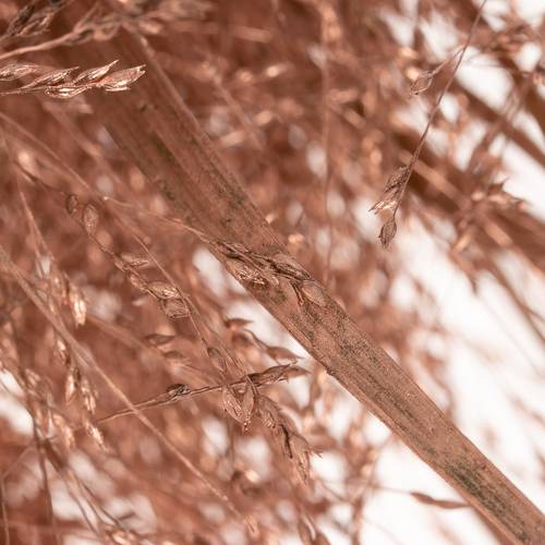 Ziergras brons gefärbt 80cm