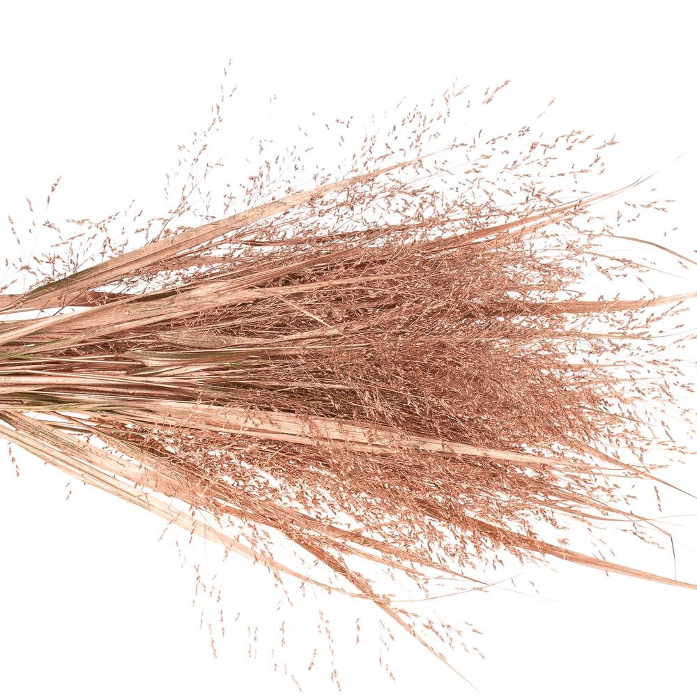 Ziergras brons gefärbt 80cm