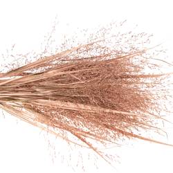 Ziergras brons gefärbt 80cm
