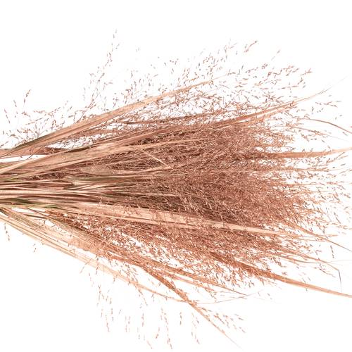 Ziergras brons gefärbt 80cm